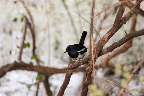 11 Spiritual Meanings of Magpies Visiting You - Bad Luck?