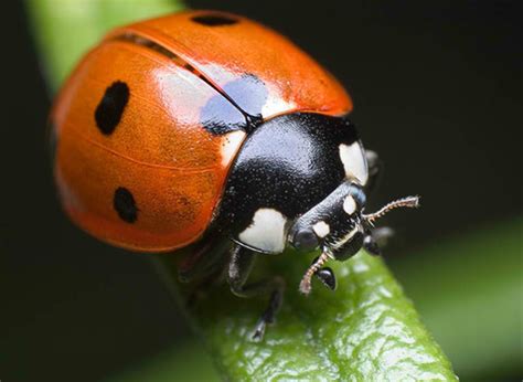 35 Vibrant Ladybug Pictures for your Inspiration | Naldz Graphics