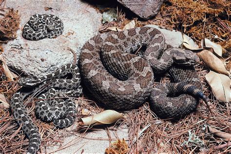 Do Rattlesnakes Make Holes In The Ground - A Pictures Of Hole 2018