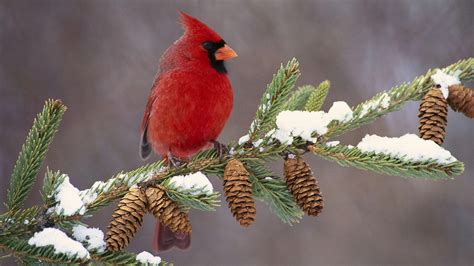 Cardinal Bird Wallpapers - Wallpaper Cave