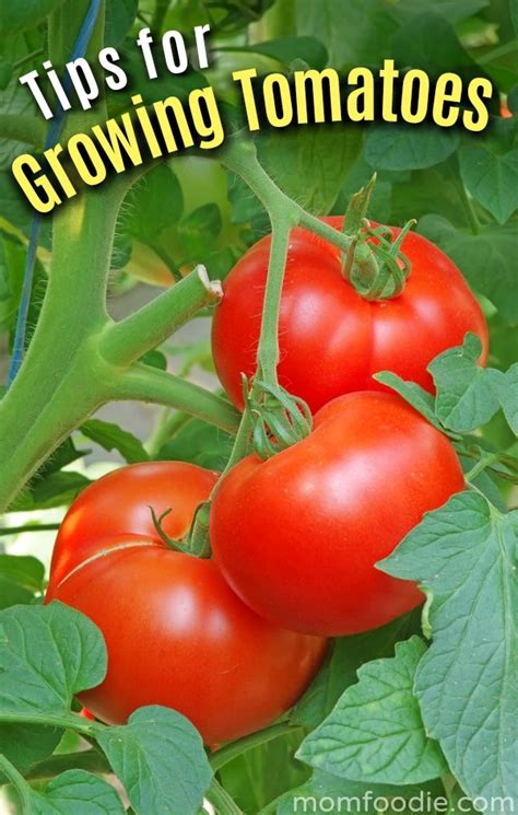 Tomato Growing Tips: Have a Successful Tomato Garden this Year!