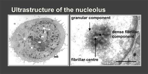 Structure and function of nucleolus - homeworkzoneedit.x.fc2.com