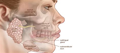 Parotid Gland Ultrasonography Turkey Price 2024 | HSM Radyoloji