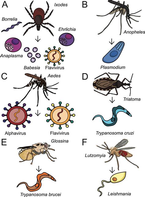 Lipid hijacking: A unifying theme in vector-borne diseases | eLife