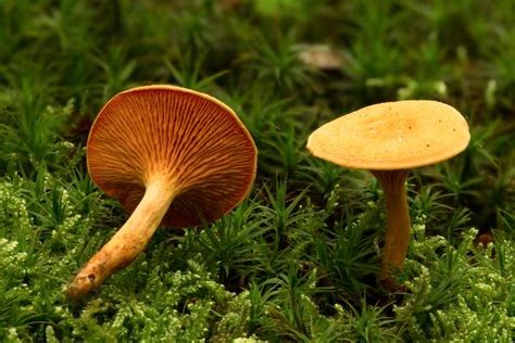 Hygrophoropsis aurantiaca, False Chanterelle mushroom