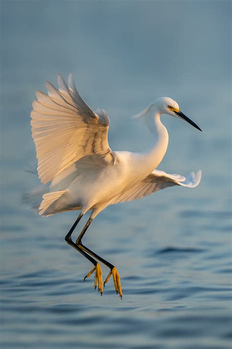 Snowy Egret taking flight – Photography by Mark H. Brown