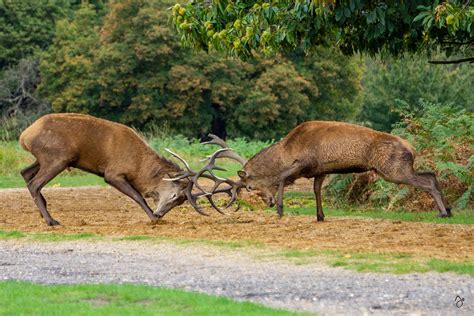 Don't go near the deer... - Pro Photography | Web Design | Retouching | Consultancy | London