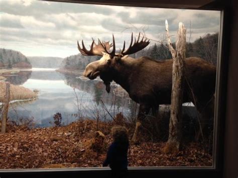 Nova Scotia Museum of Natural History (Halifax) - 2021 All You Need to Know BEFORE You Go (with ...