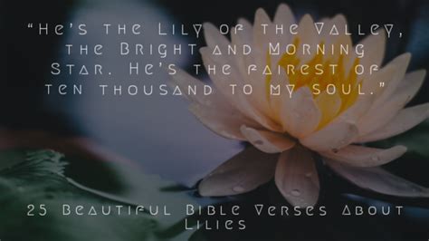 25 Beautiful Bible Verses About Lilies Of The Field (Valley)