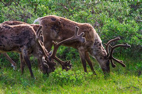 Wildlife in Denali National Park : Close-up Photos of Alaskan Wildlife