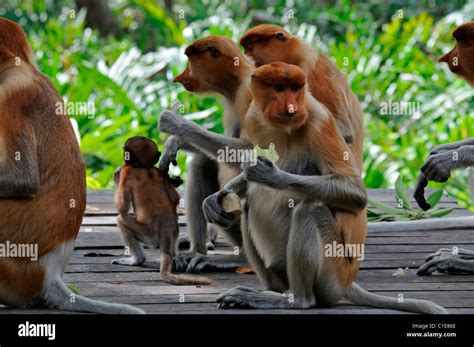 Labuk Bay Proboscis Monkey Sanctuary Conservation center sandakan sabah ...