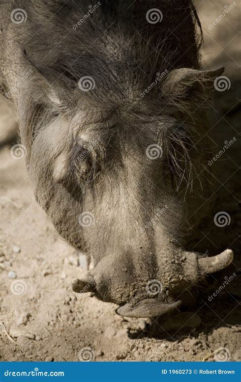 Wart Hog stock image. Image of tusks, warm, horned, rocks - 1960273