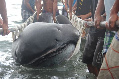 A pregnant megamouth shark found on a Philippines beach was the first ever seen — and it solved ...