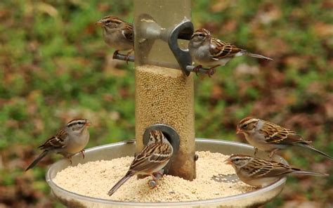 Best Millet Bird Seed Guide - Birding Insider