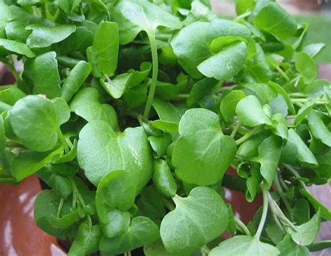 Watercress Nasturtium | Herbs | Premier Seeds Direct ltd