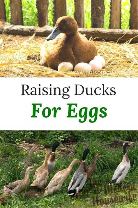 Raising Ducks for Eggs | Raising ducks, Backyard ducks, Duck farming