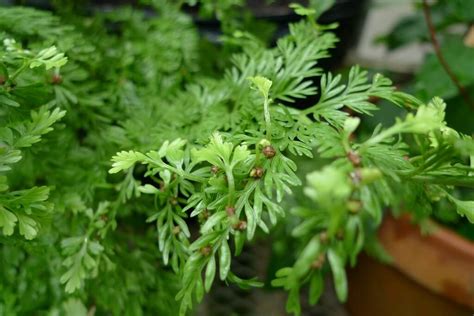 Asplenium bulbiferum - Boething Treeland Farms