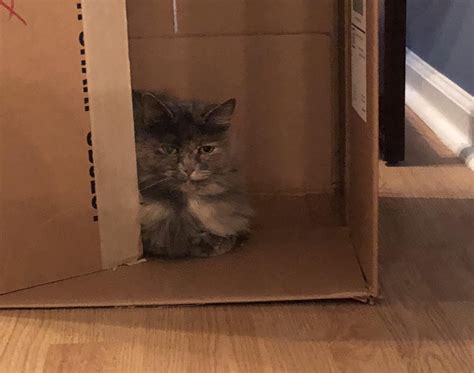 Packing for a move. This box has been claimed already Packing, Cats, Box, Animals, Bag Packaging ...