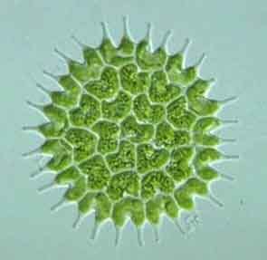 Plant-Like - Kingdom Protista