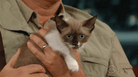 Sad Kitten GIFs - Get the best GIF on GIPHY