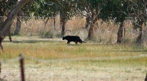 Official big cat hunt declared a bust, so why do people keep seeing ...