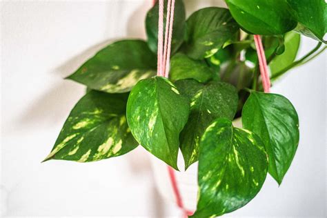 Plants with Heart Shaped Leaves You'll Fall in Love With