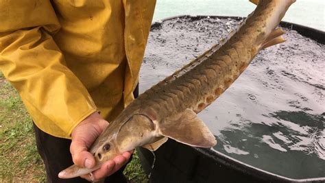 Great Lakes scientists restore habitat for lake sturgeon