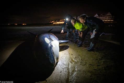 Sick, Lonely Orca Dies After Stranding on Beach