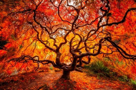 Download Branch Fall Nature Tree HD Wallpaper