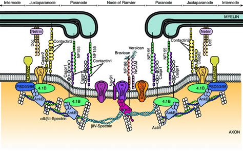 The node of Ranvier in CNS pathology | SpringerLink