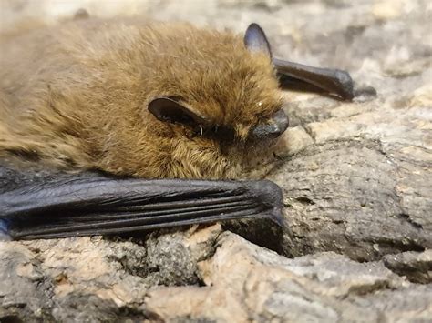 Soprano Pipistrelle | My Garden, Cambs - Apr 2020 | Mark Hows | Flickr