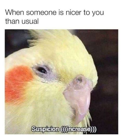 Chirpy Chirp-ful Birb Memes (32 Memes) | Funny relatable memes, Funny ...