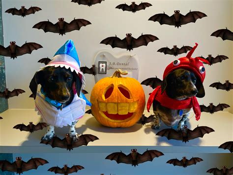 My girls’ Halloween costumes… : Dachshund