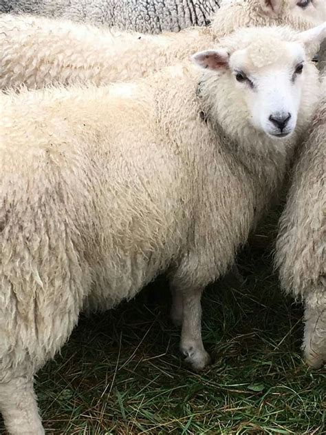 Shetland Sheep | Shetland sheep, Sheep, Animals