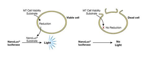 Cell Viability Guide | How to Measure Cell Viability