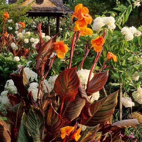 Canna Tropicanna 9cm | YouGarden