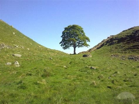 Robin Hood tree | Northumberland england, Hadrians wall, Northumberland