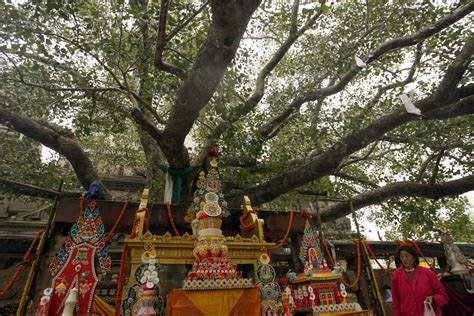 India: Bodhi tree under which Buddha attained enlightenment found in ...