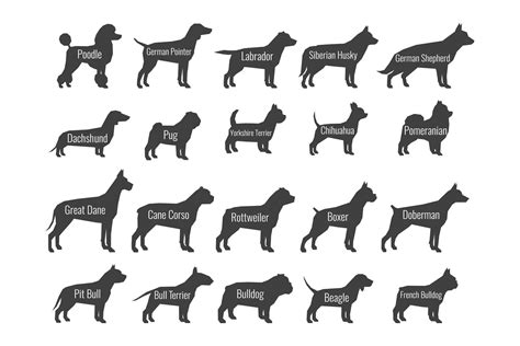 Black dog breeds vector silhouettes isolated on white backgr (911036 ...