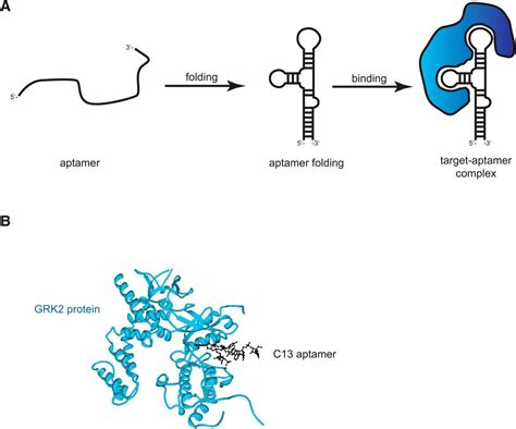 Aptamers as Valuable Molecular Tools in Neurosciences | Journal of Neuroscience