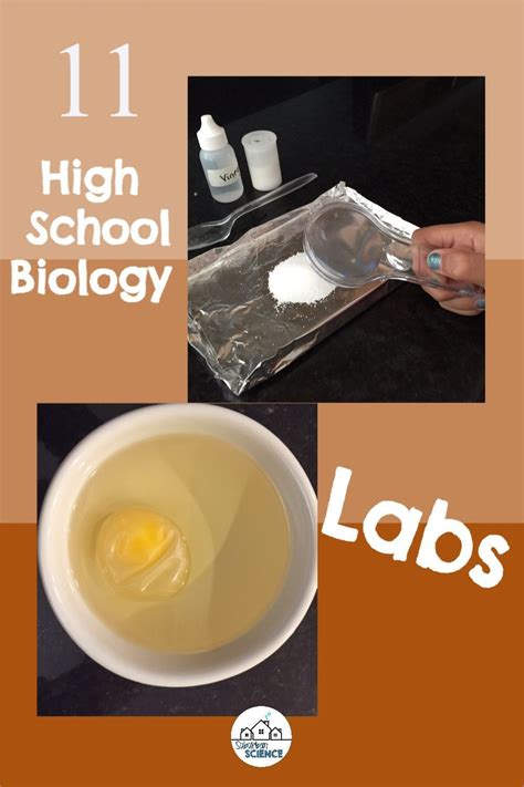 High School Biology Lab Experiments and Activities - Set 1 in 2021 | Biology labs, High school ...