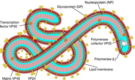 Ebola Virus Structure