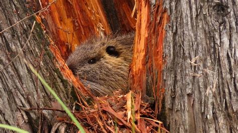 Nutria Rat by MonReve - VIEWBUG.com