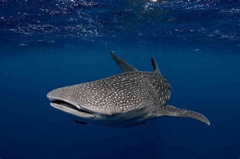 10 Endangered Shark Species You Should Know