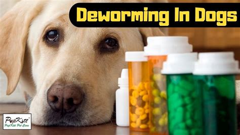 Deworming Schedule For Dogs