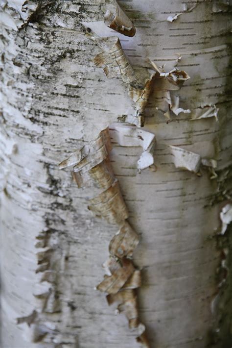 White Tree Bark | Interesting bark that has started to peel.… | Heidi ...