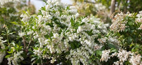 Pieris Plant Care| Cedar Rim Nursery | Langley, BC