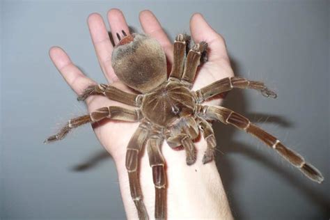 Top 15 Biggest Spiders In The World - Worlds Top Insider