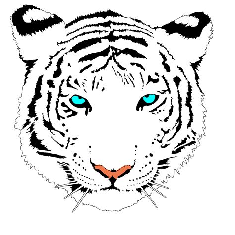 Bengal Tiger (white) Clip Art at Clker.com - vector clip art online ...