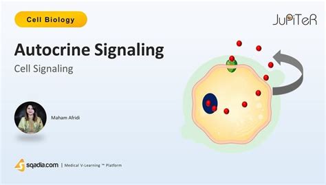 Cell Signaling - Autocrine Signaling